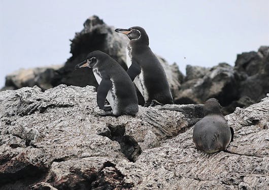 Two black and white penguins stand on a jagged grey rock, with a third penguin laying down facing away from the camera. The sky looks overcast.