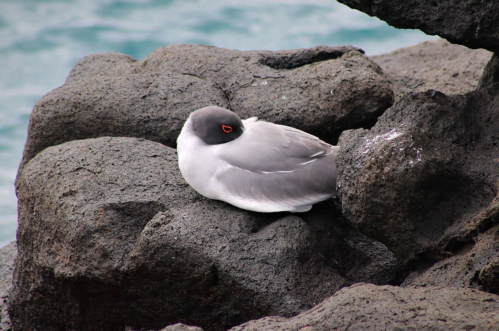 A large white swallow bird rests on a coarse grey rock with its neck nestled into its body. The ocean is out of focus in the background.