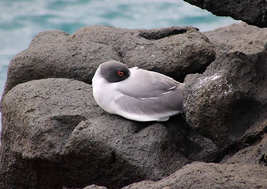 A large white swallow bird rests on a coarse grey rock with its neck nestled into its body. The ocean is out of focus in the background.