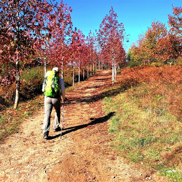 A person walks away down a path lined with red tree leaves, it's sunny out, the sky is bright blue and it feels like autumn with trees and brush in warm yellows and oranges surrounding the path. A Camino trail marker sign post is in the bottom right of the frame. The trail marker emlem, shown, is a blue rectangle with a yellow sea shell in it.