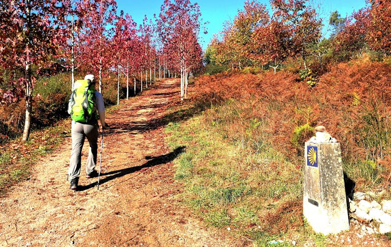 A person walks away down a path lined with red tree leaves, it's sunny out, the sky is bright blue and it feels like autumn with trees and brush in warm yellows and oranges surrounding the path. A Camino trail marker sign post is in the bottom right of the frame. The trail marker emlem, shown, is a blue rectangle with a yellow sea shell in it.