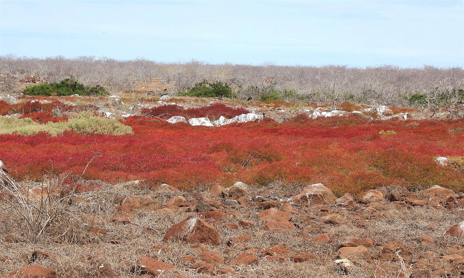 A landscape showing bright red brush on South Plaza Island in the Galapagos Islands. The brush and rocks are brown and dry looking in the foreground and background, and the sky looks sunny yet overcast.