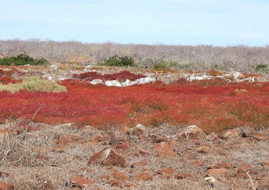 A landscape showing bright red brush on South Plaza Island in the Galapagos Islands. The brush and rocks are brown and dry looking in the foreground and background, and the sky looks sunny yet overcast.