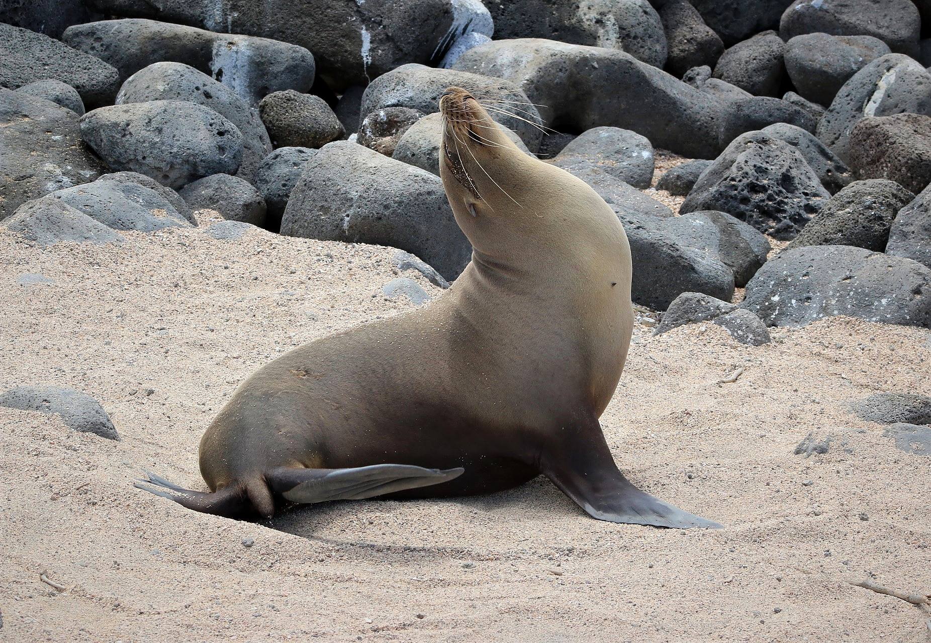 A seal lounges on the sand with its head craned toward the sky. Large pebbles and rocks are in the background. The sand is light brown. It seems to be a sunny day though the sky is not in view.