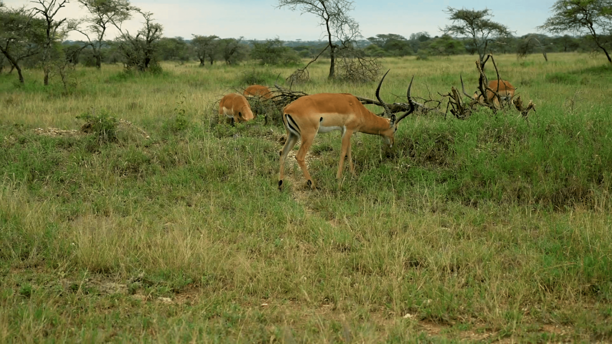 A group of antelope (Impala) grazing with open plains of grass and trees in the background.