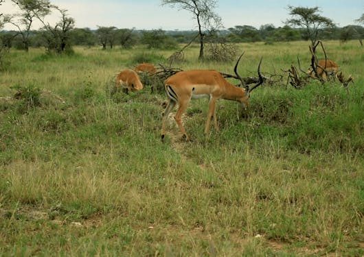 A group of antelope (Impala) grazing with open plains of grass and trees in the background.