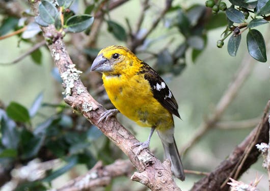 A small yellow bird with dark brown wings sits perched on a branch in Ecuador's cloud forest.