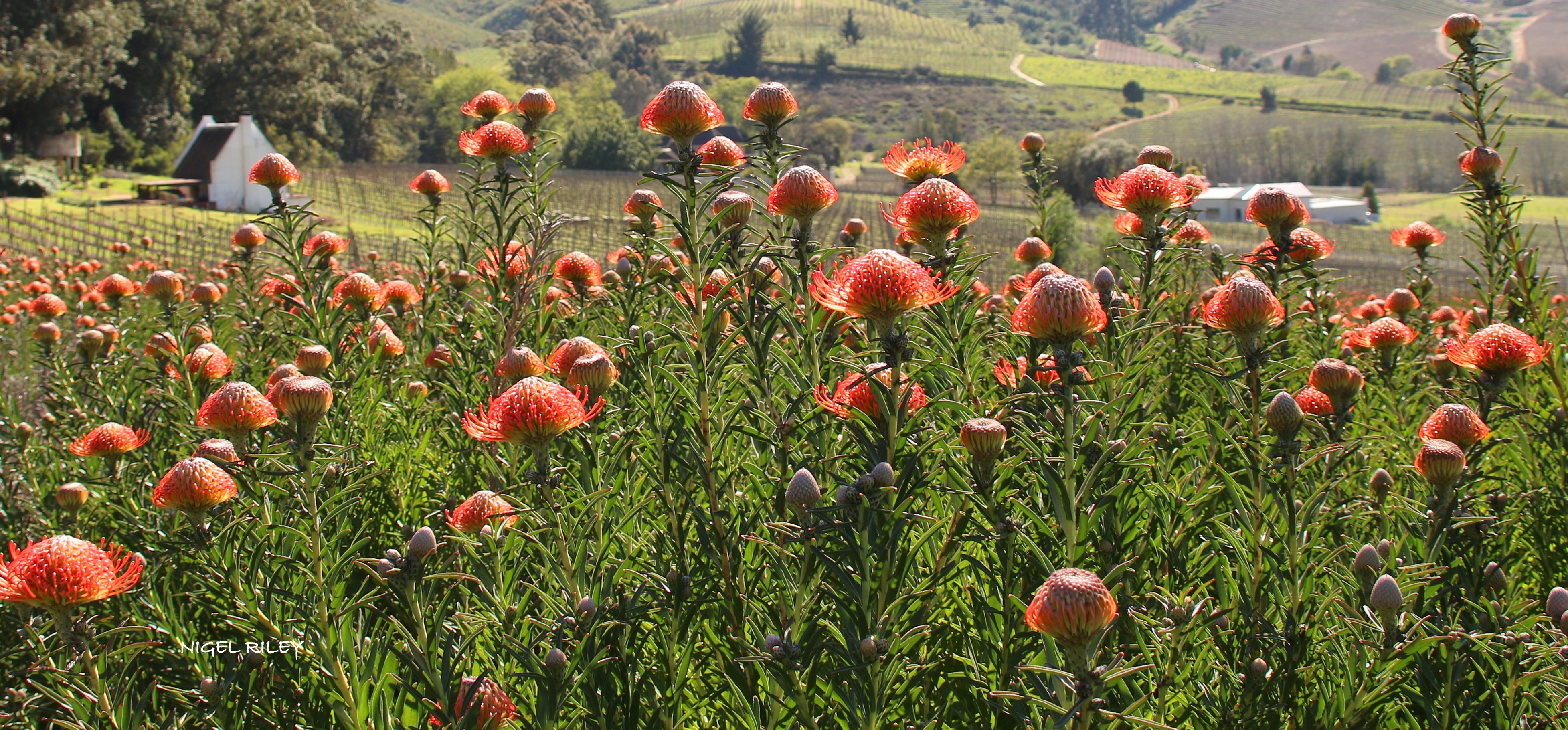 Coral-colored flowers that resemble upside-down strawberries are shown in a field in the Cape Winelands of South Africa.
