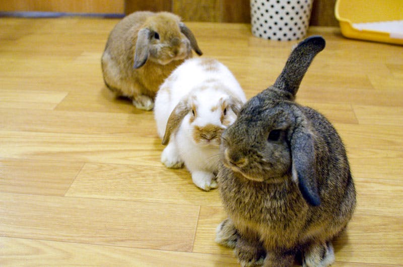 The Most Popular Pet Cafes In Tokyo Yumetwins The