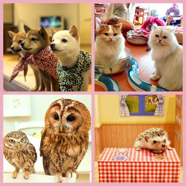 The Most Popular Pet Cafes in Tokyo! YumeTwins The Monthly Kawaii