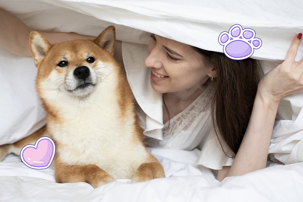 Shiba Inu and a girl hiding under a blanket on the bed 