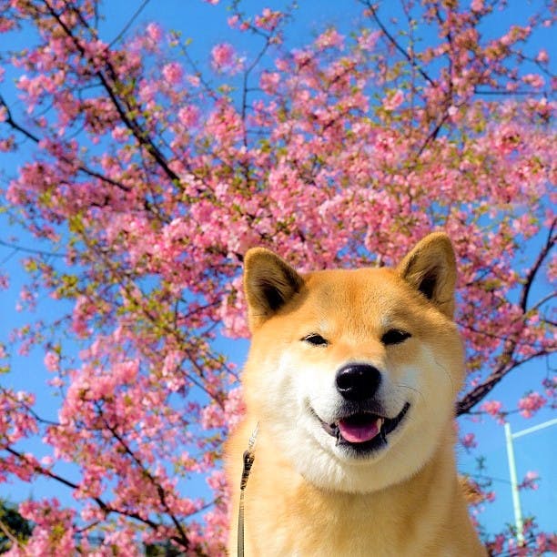 Top 5 Japanese Goodies for Dogs! | YumeTwins: The Monthly Kawaii ...