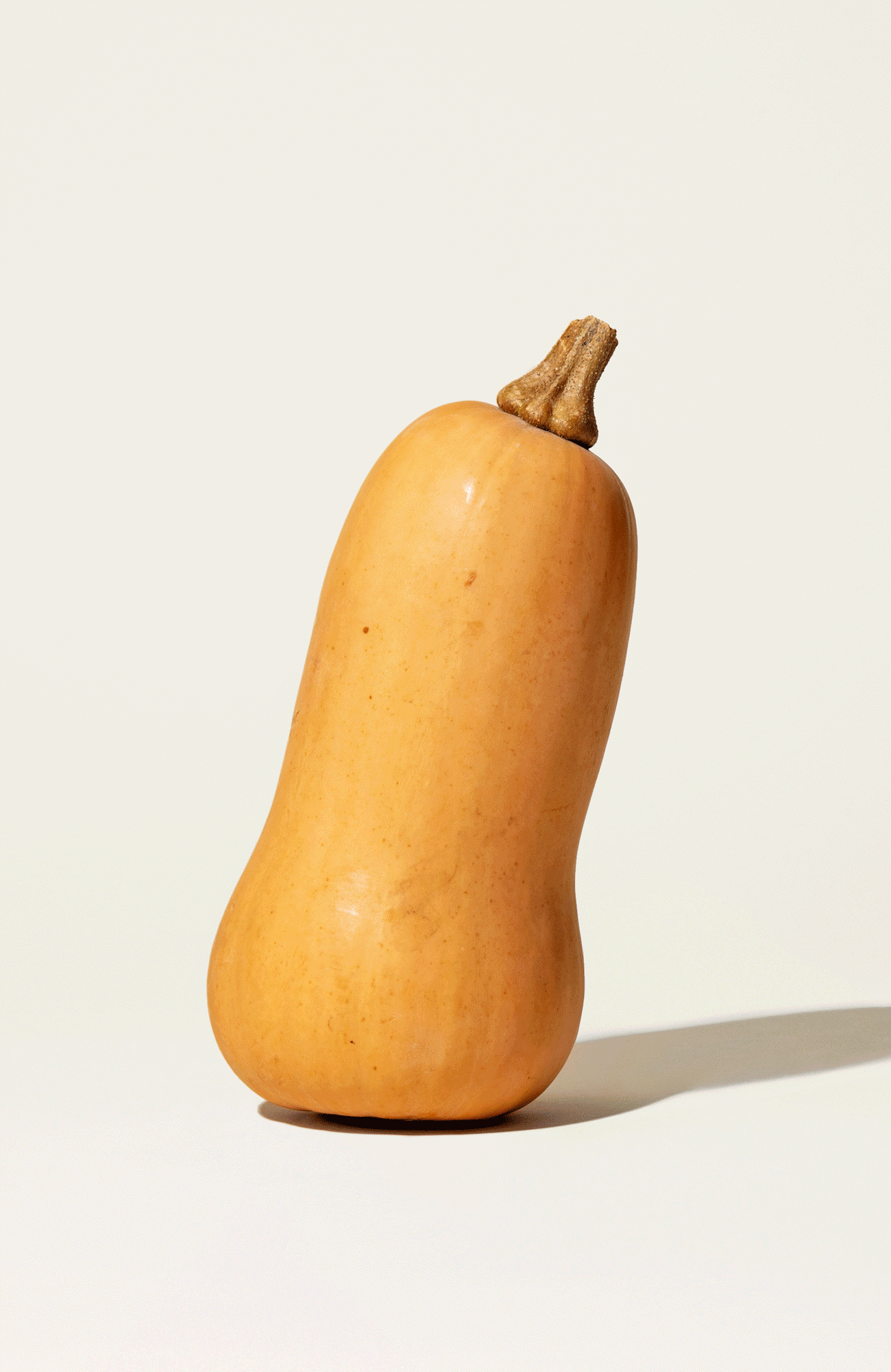 Territory StickersonButternut