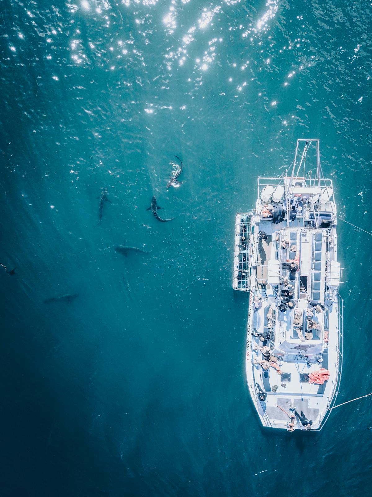Seen from a drone, a pleasure boat with in the sea, a group of sharks -Photo by Clayton Cardinalli on Unsplash
