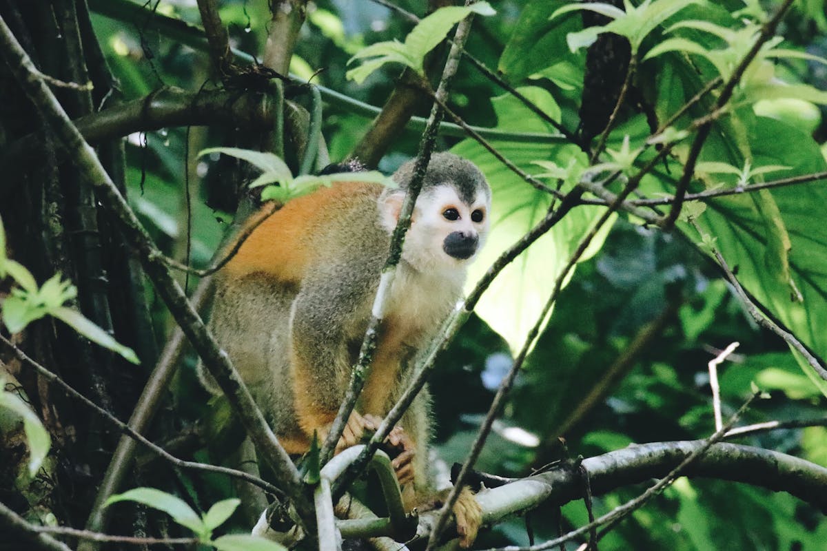 A monkey perched in the trees
