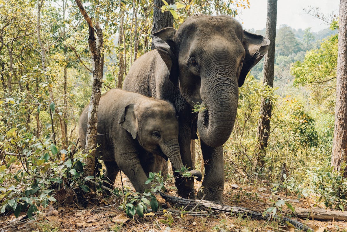 An elephant and her calf at the Elephant Nature Park - Photo: Pawel Dotio - Unsplash