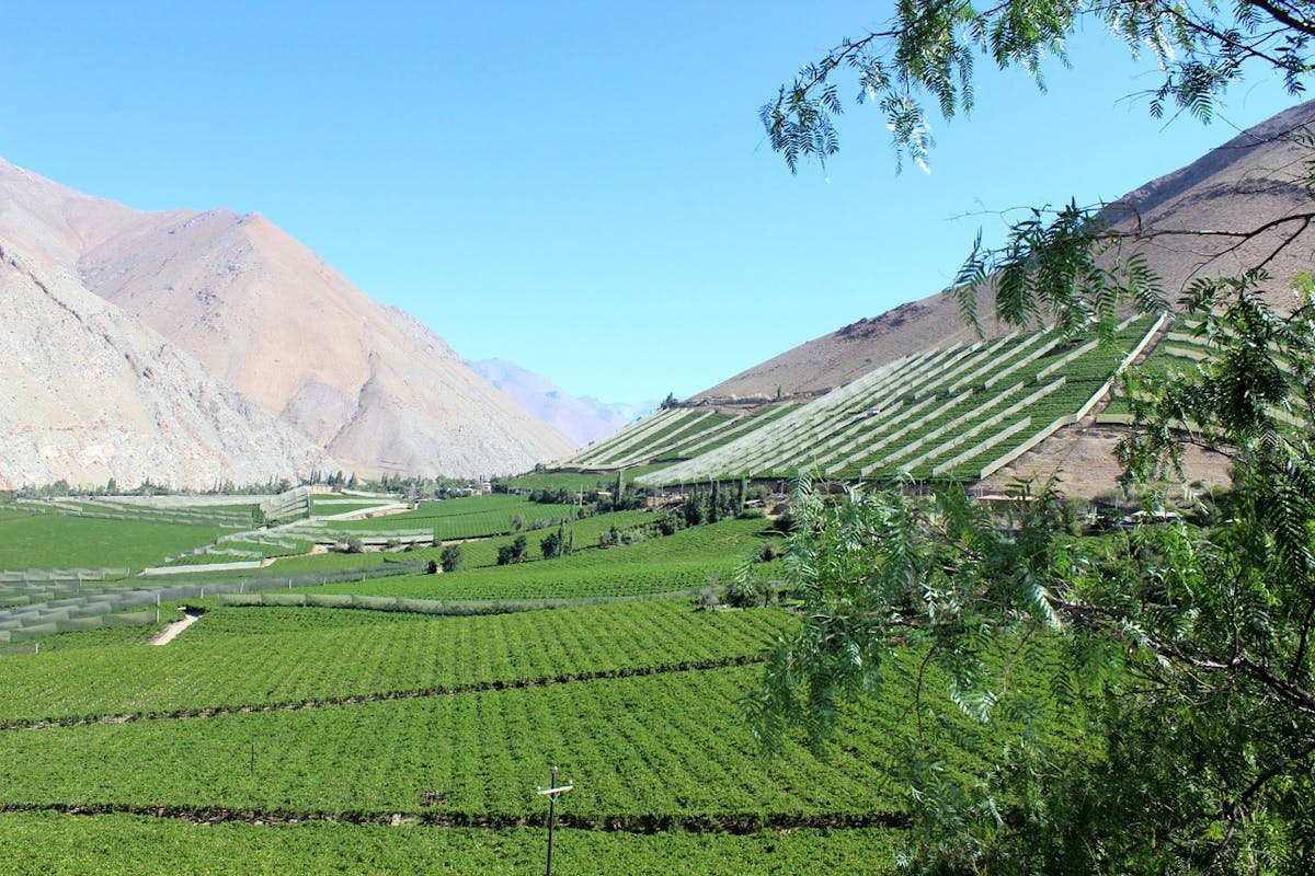Vallée de vignes vertes à côté de montagnes