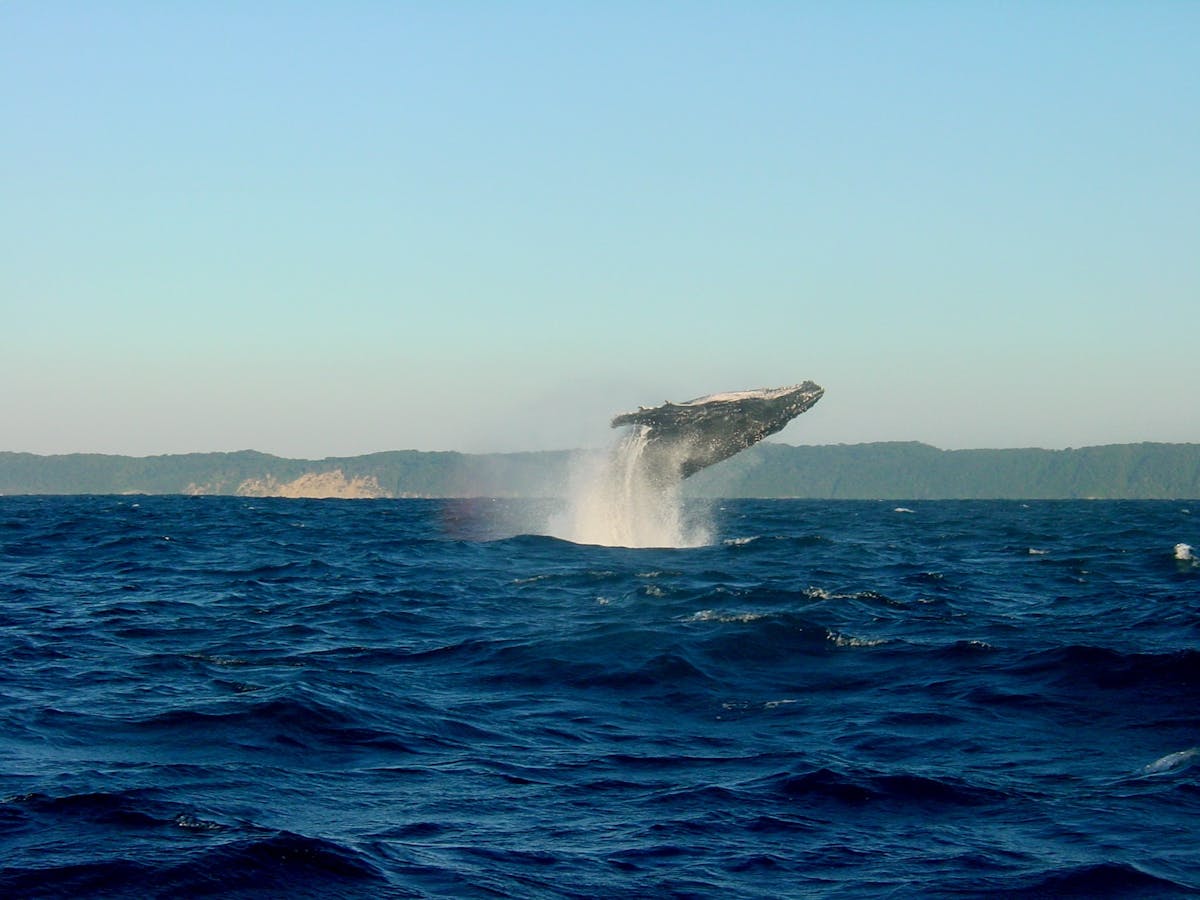 A whale making an impressive jump into Hermanus Bay in South Africa - Image by Jens Teichmann from Pixabay