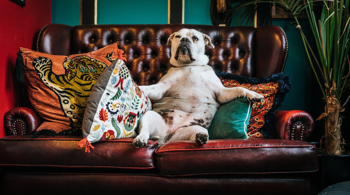 A bulldog sits on a couch like a man -Photo by Paolo Nicolello on Unsplash