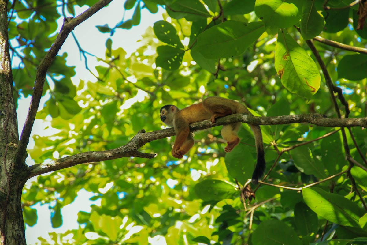 Red monkey on a branch