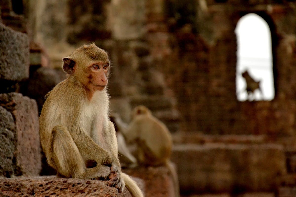 Lopburi macaques - Image by Matthew Hulland from Pixabay