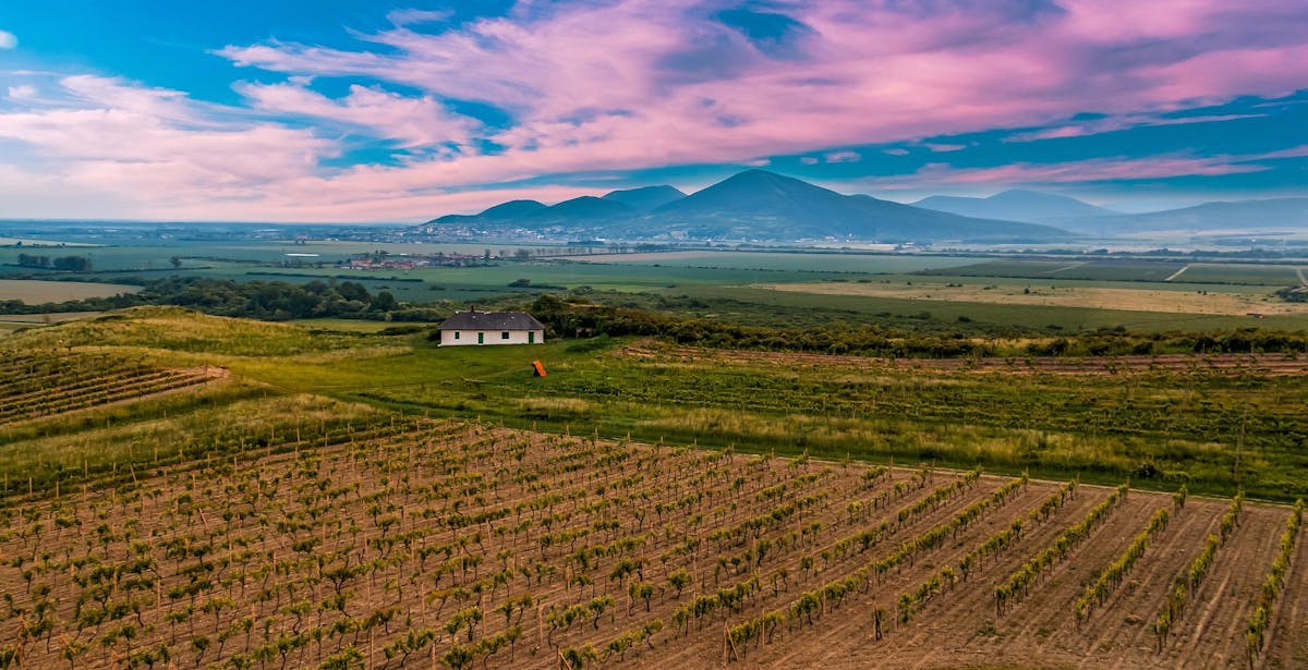 View of vineyards in Hungary