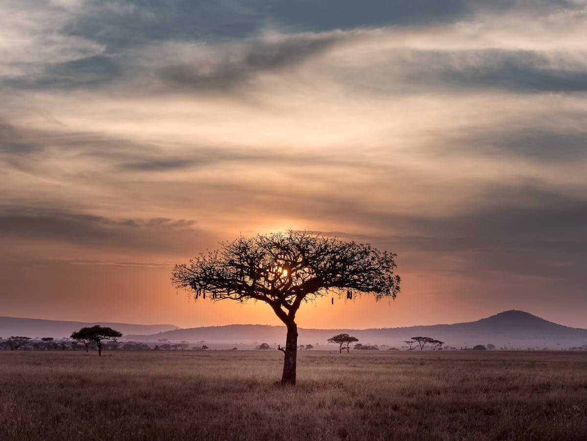 View of the Kruger Park at sunset on an acacia parasol with wildlife in the background - Picture: HU CHEN- on Unsplash