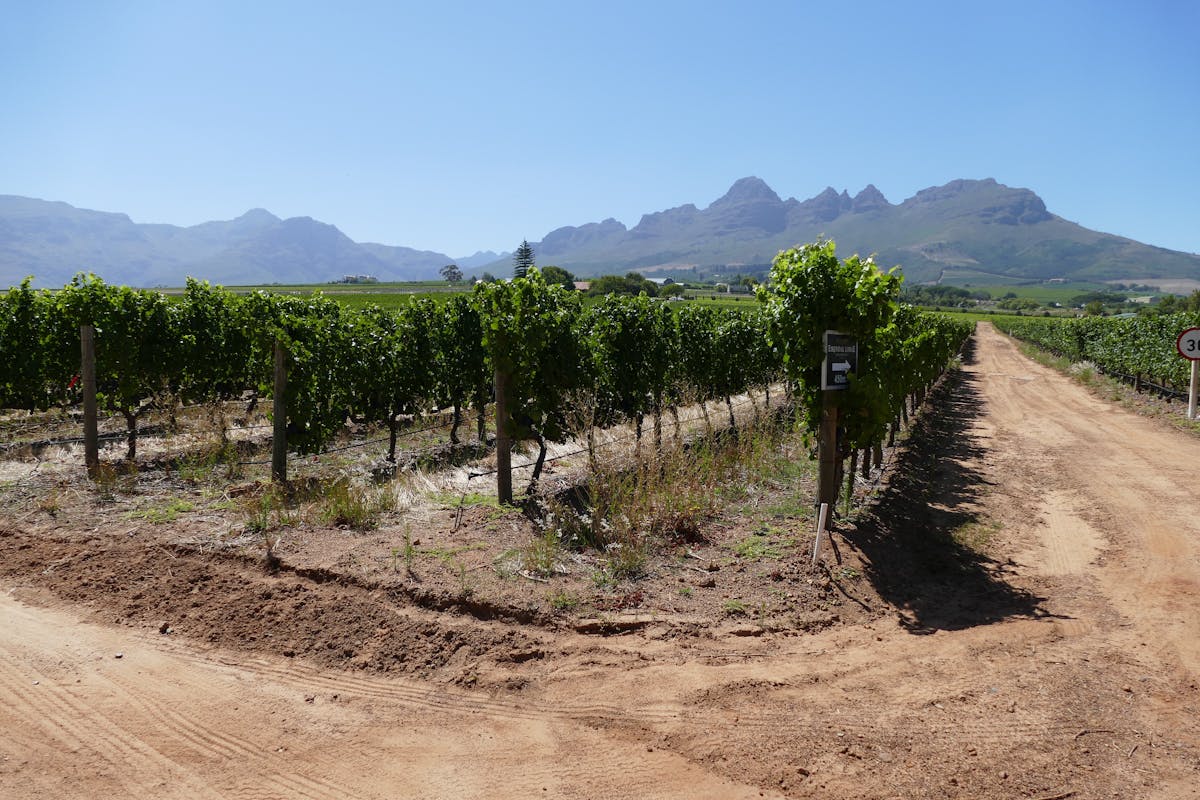 Chardonnay grapevine, in the background the mountain near Stellenbosh - Image by Alexandra Hellemeier of Pixabay
