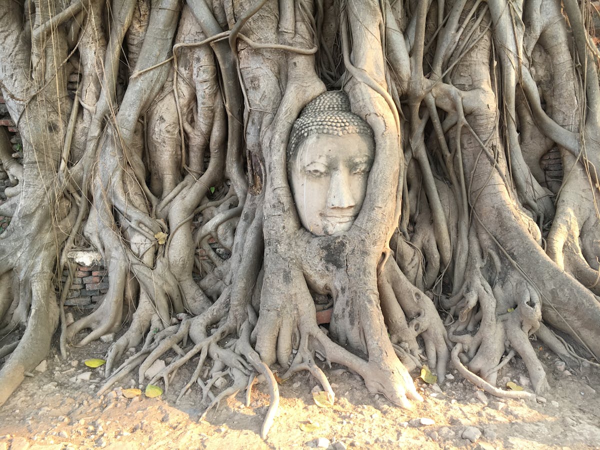 Buddha head entangled in tree roots - Image by unserekleinemaus from Pixabay