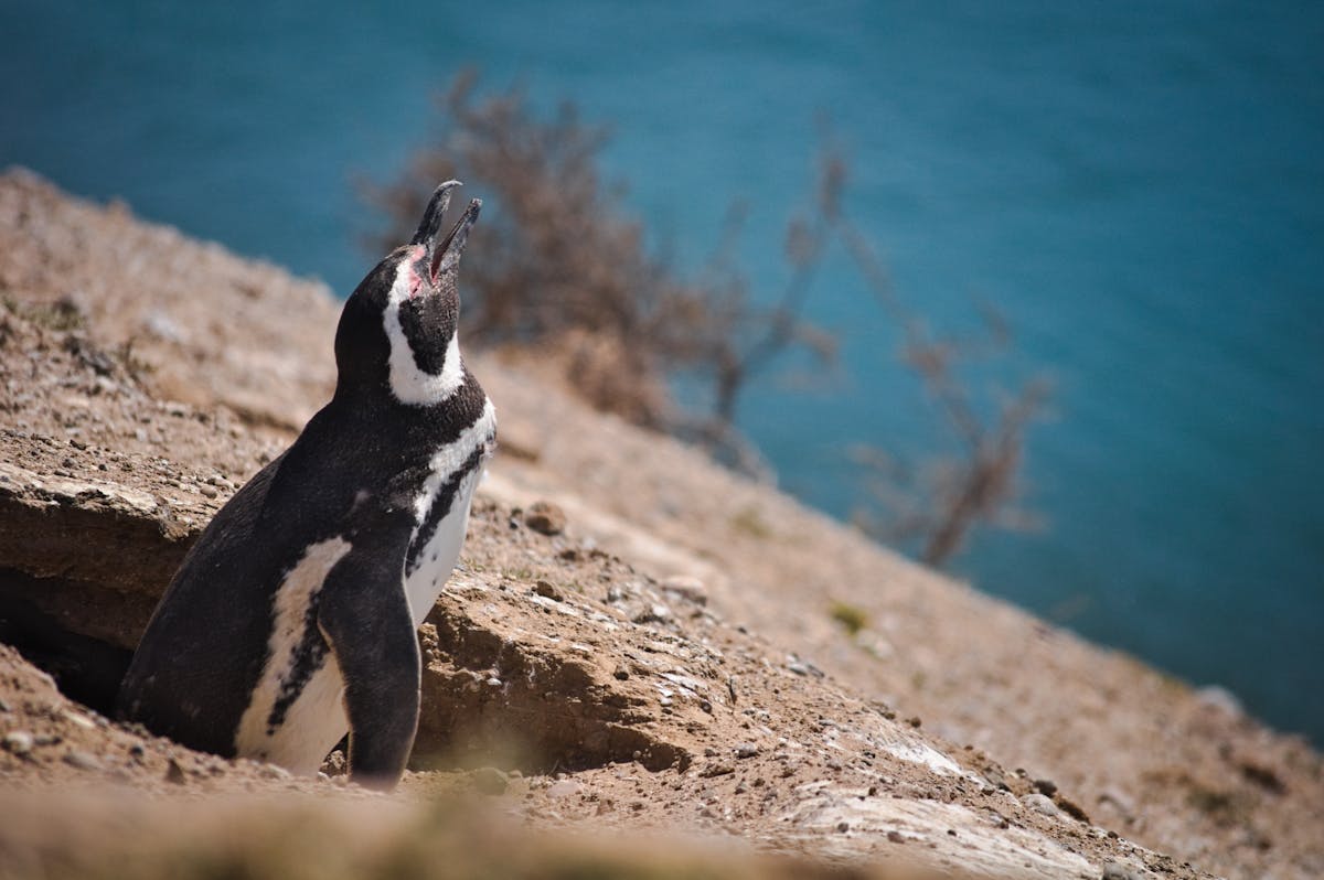 A penguin coming out of his nest in front of the water...