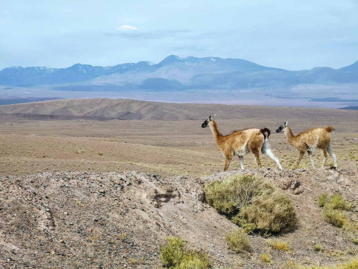 2 lamas se promènent dans le parc national Lauca