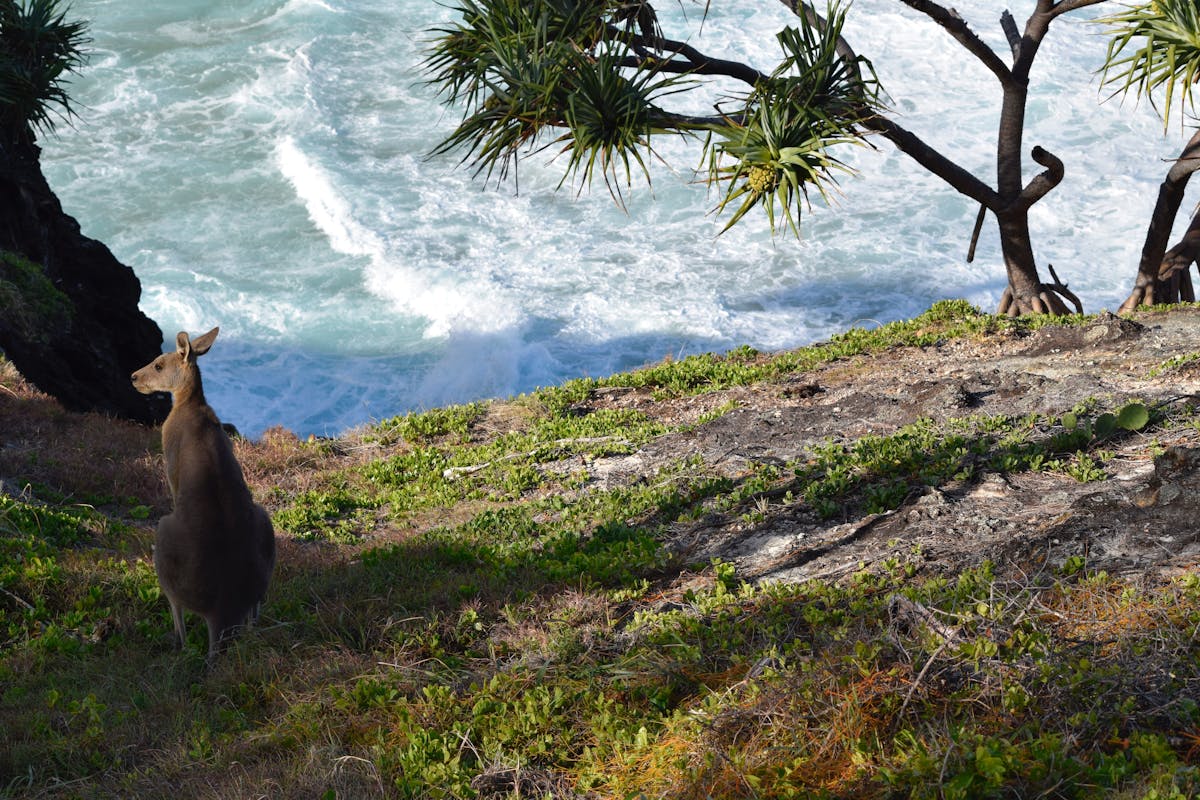 The steep beach of Kangaroo Island with a Kangaroo.