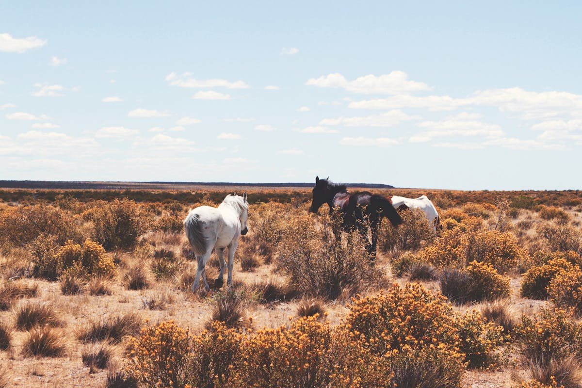 desert landscape in Argentina, with 3 grazing hairs