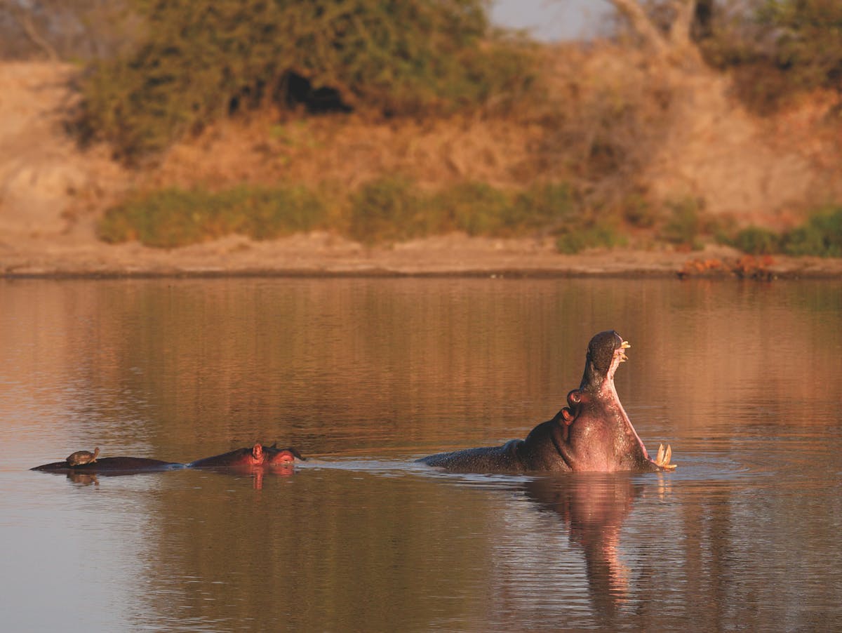 A hippopotamus in the water opening its mouth - Photo by Matthias Mullie on Unsplash