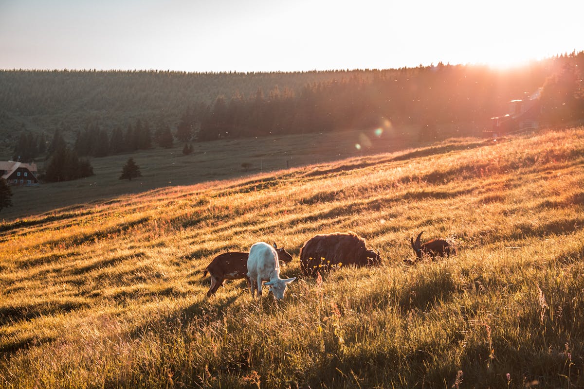 Animals grazing in a park