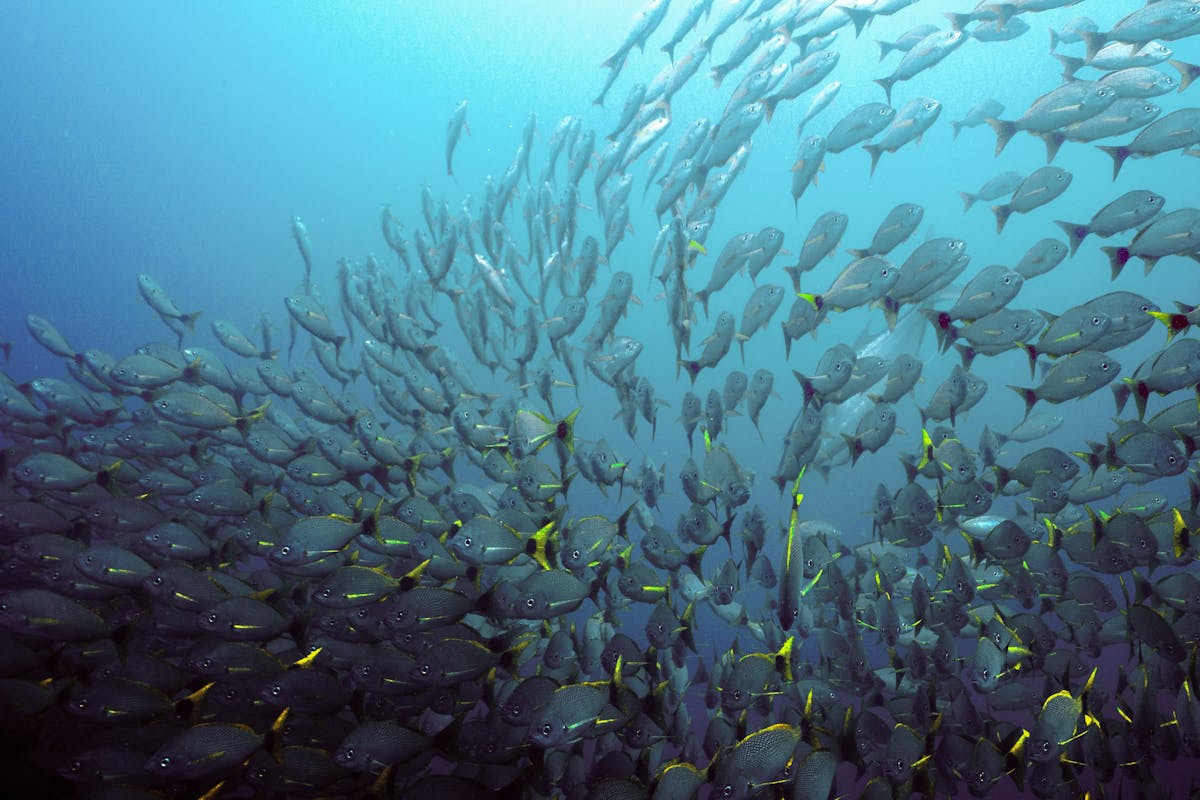Photo of a school of fish