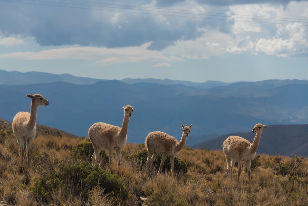 4 llamas in the Argentine pampas - Toimetaja tõlkebüroo on Unsplash