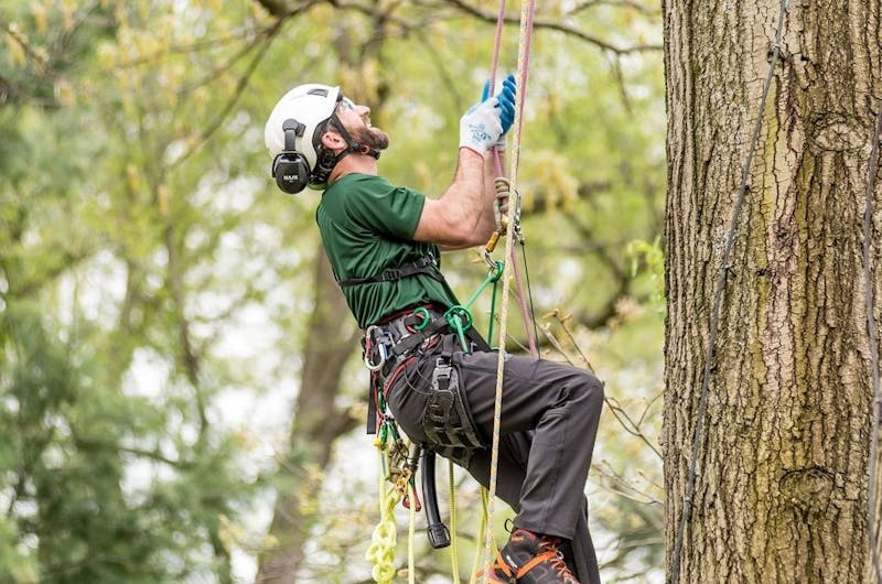 A male arborist climbing a tree