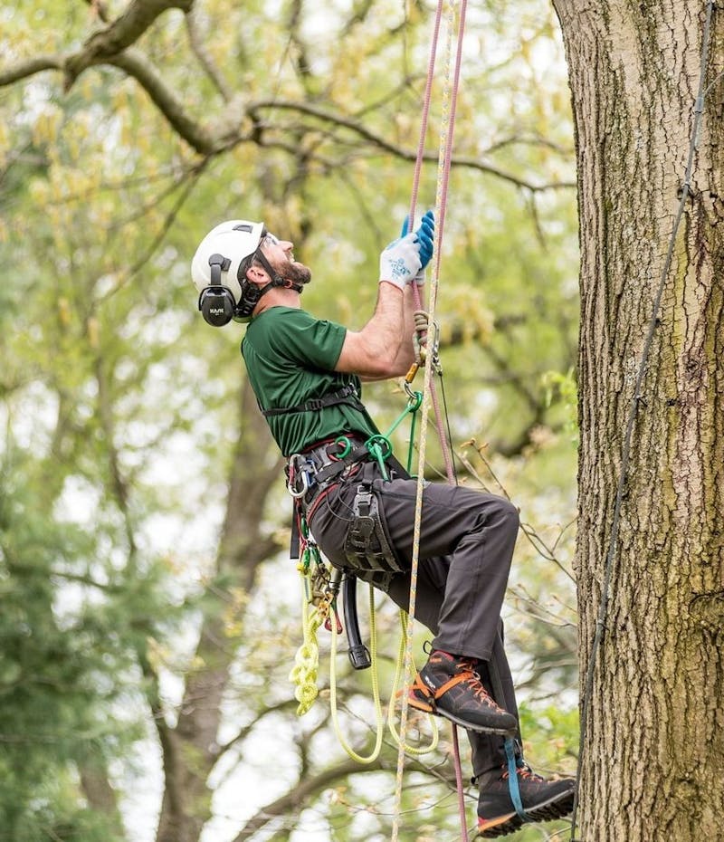 A male arborist climbing a tree