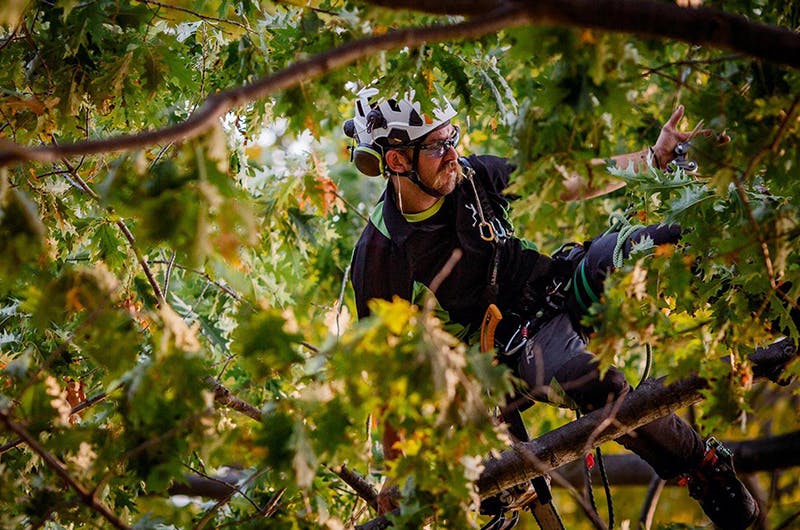 An arborist works in a tree