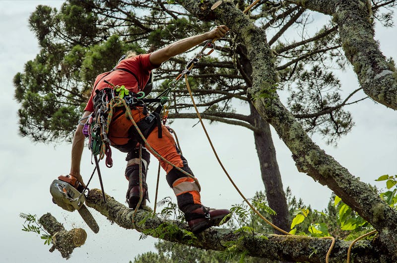 Arborist cutting branches in a tree with a chainsaw