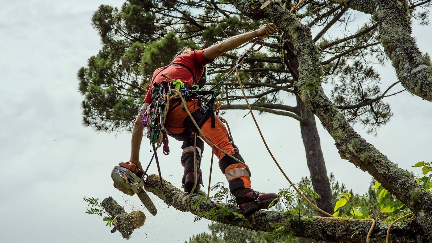 Arborist cutting branches in a tree with a chainsaw