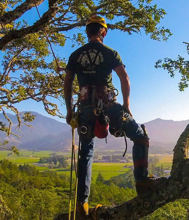 A male arborist standing in a tree with mountains in the background
