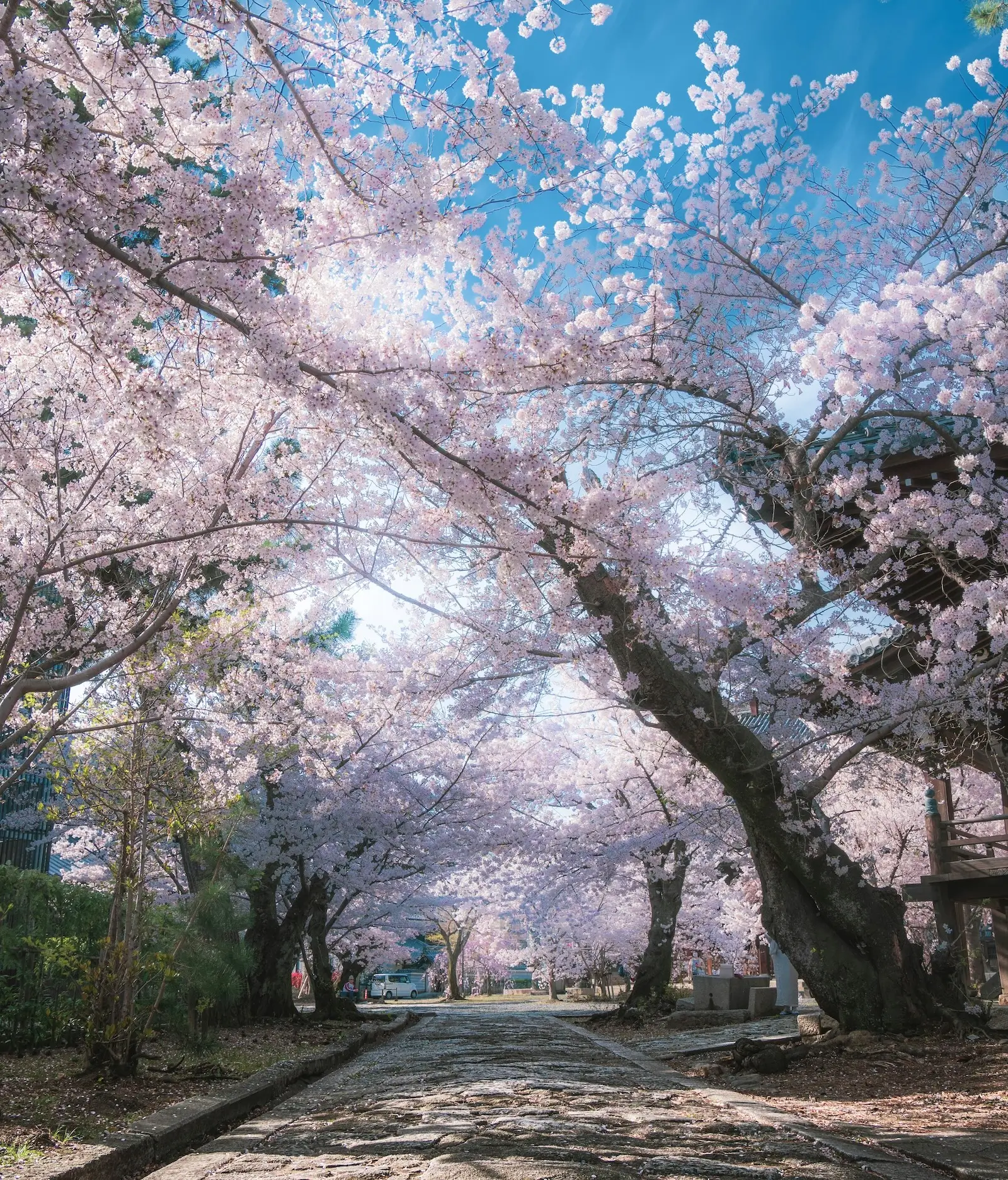 Kirschblüten/Sakura