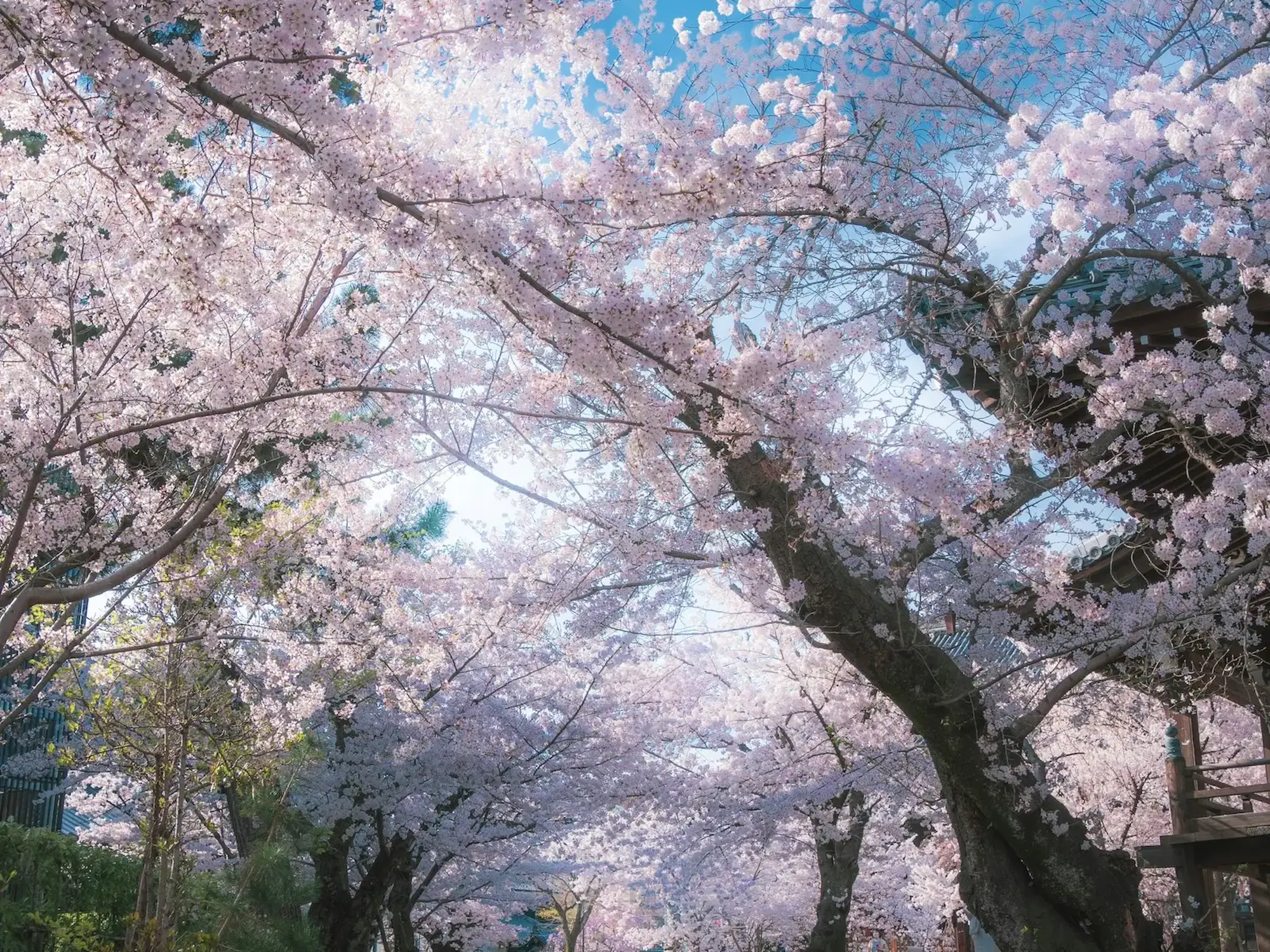 Kirschblüten/Sakura