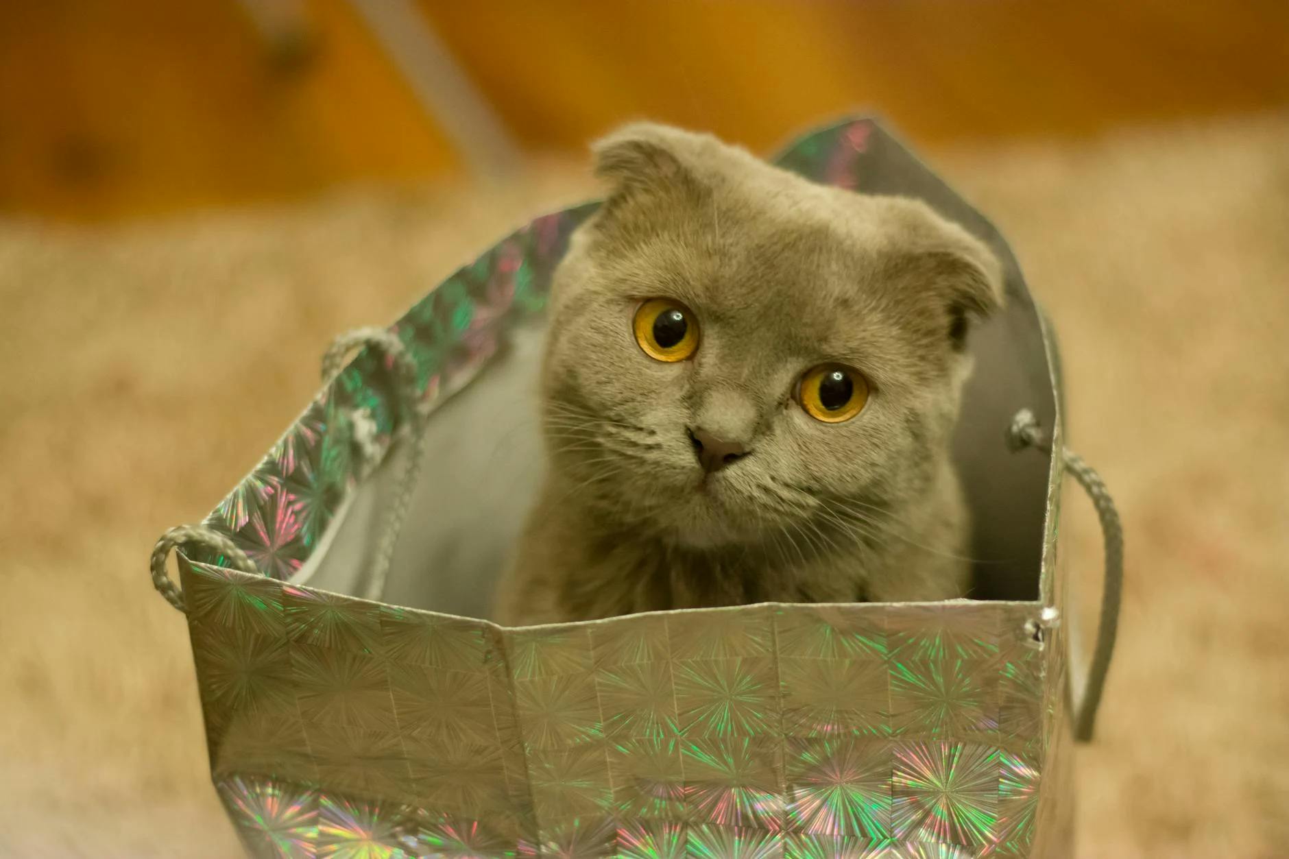 A cat in a bag