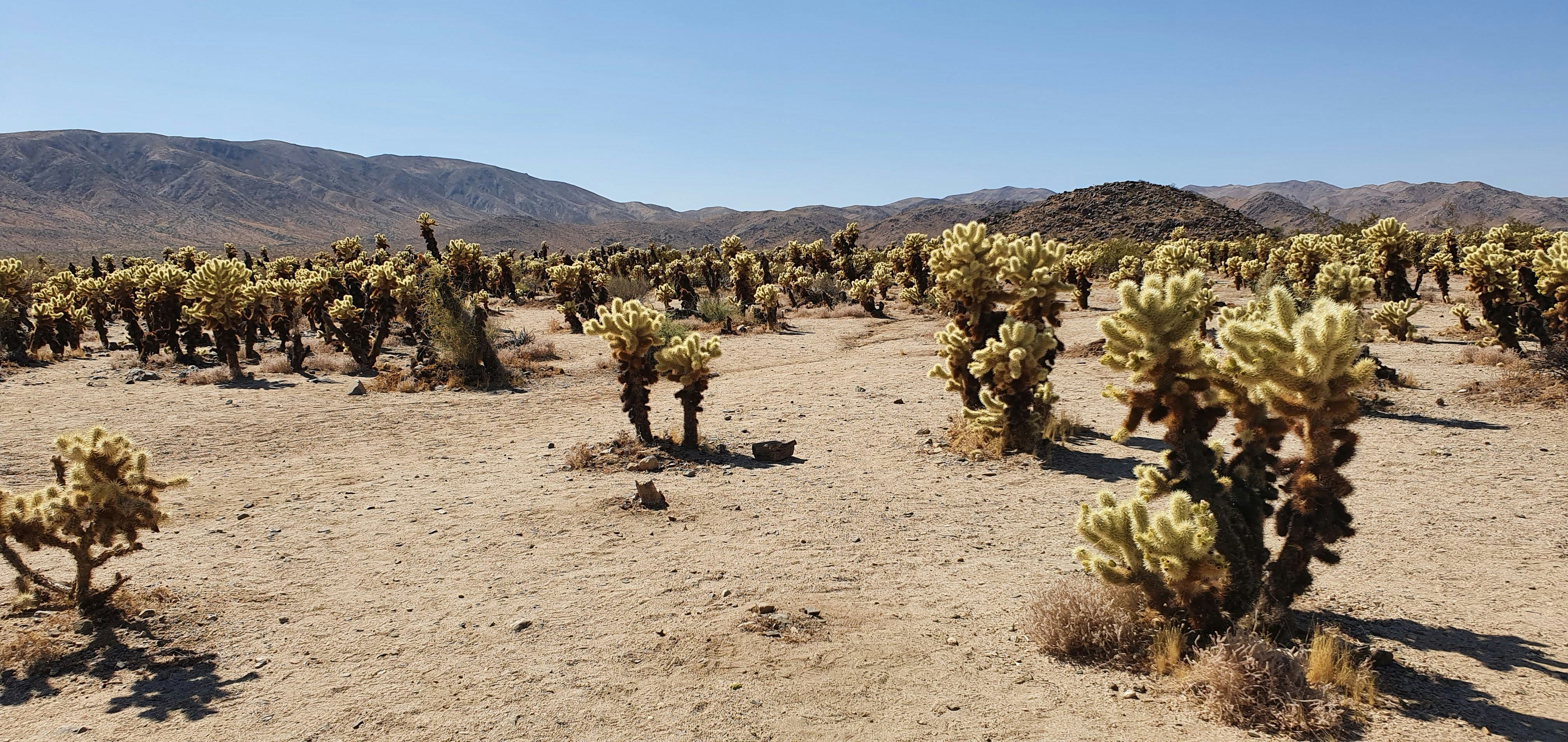 Joshua Tree - Cholla Cactus Garden