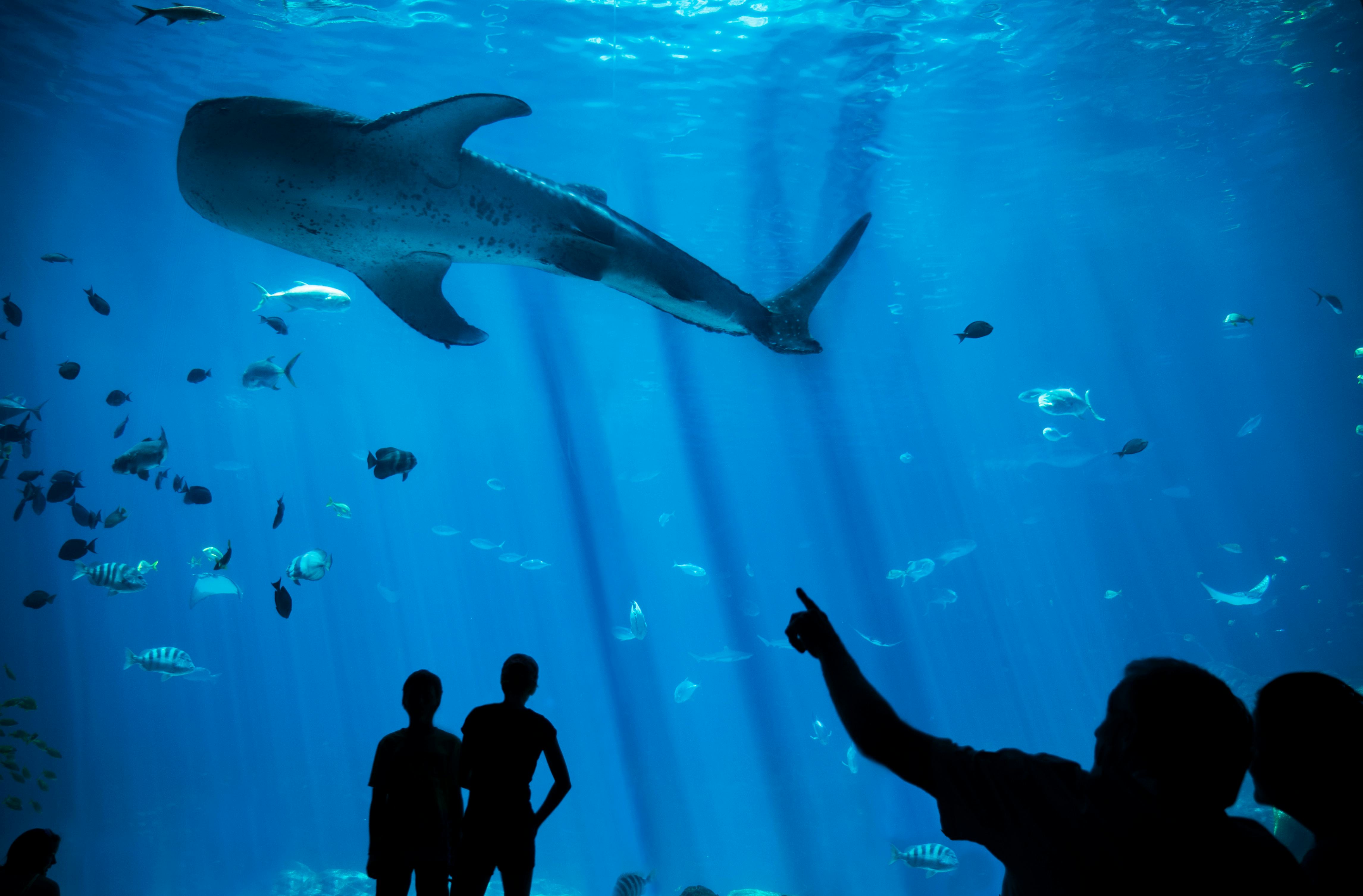 Georgia Aquarium