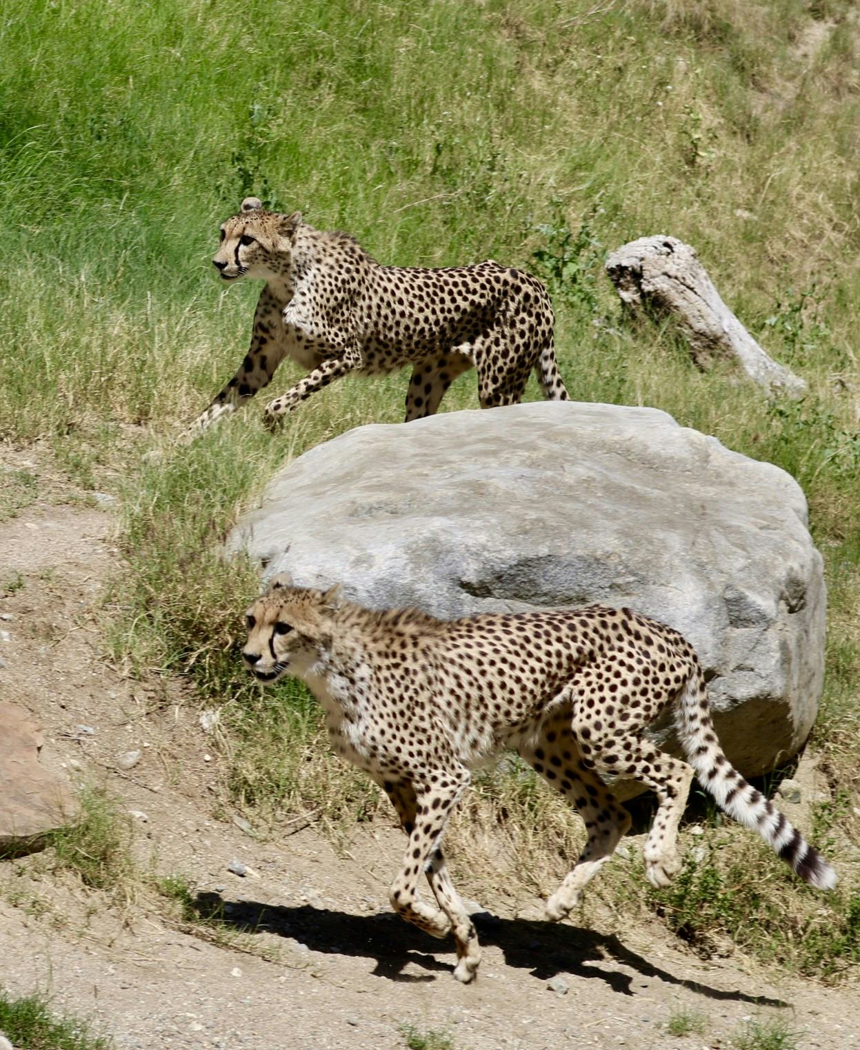 cheetahs running in the wild