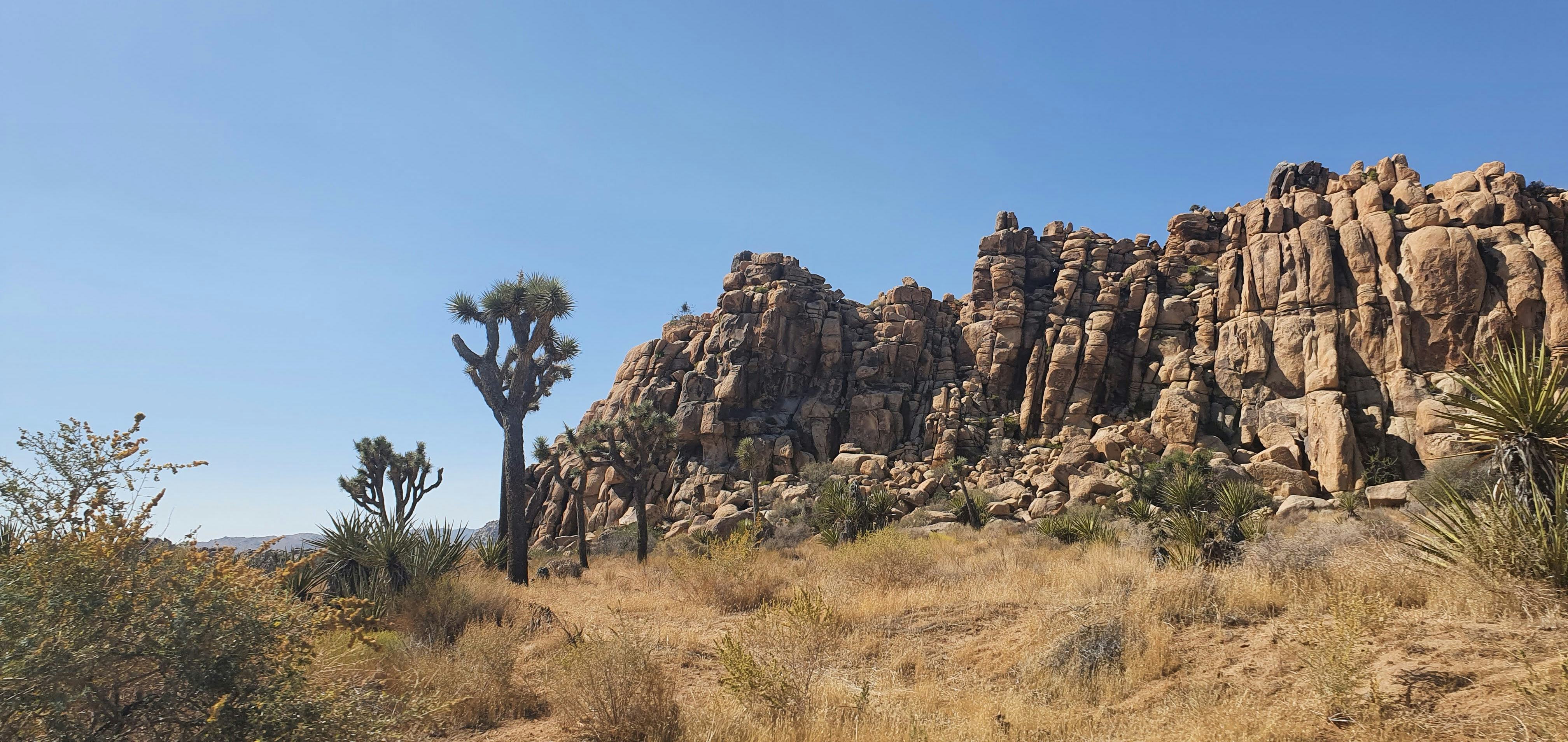 Joshua Tree National Park